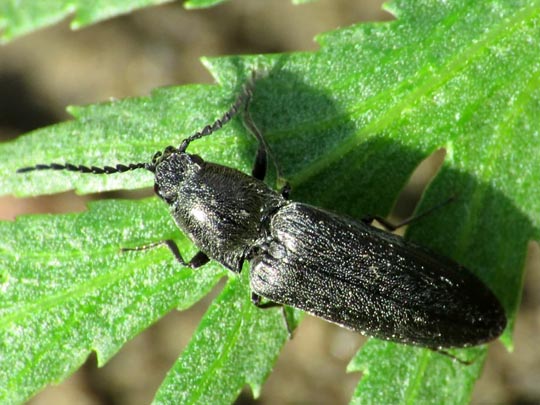 Cidnopus aeruginosus
