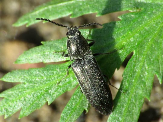 Cidnopus aeruginosus