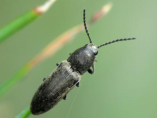 Cidnopus aeruginosus