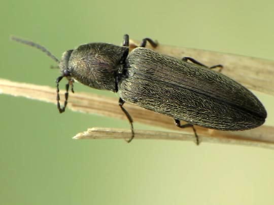Cidnopus aeruginosus