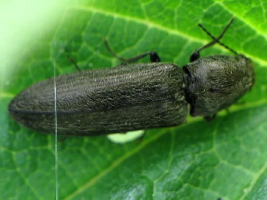 Cidnopus aeruginosus
