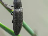 Cidnopus aeruginosus
