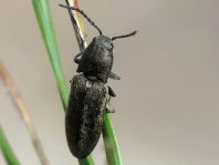 Cidnopus aeruginosus