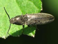 Cidnopus aeruginosus
