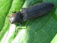 Cidnopus aeruginosus