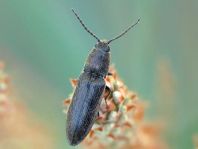 Cidnopus aeruginosus