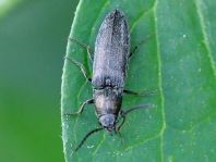 Cidnopus aeruginosus