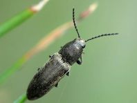 Cidnopus aeruginosus