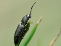 Cidnopus aeruginosus