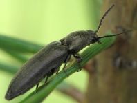 Cidnopus aeruginosus