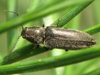 Cidnopus aeruginosus