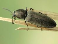Cidnopus aeruginosus
