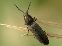 Cidnopus aeruginosus