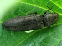 Cidnopus aeruginosus