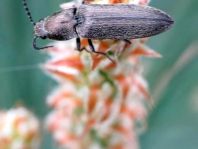 Cidnopus aeruginosus