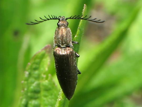 Ctenicera pectinicornis