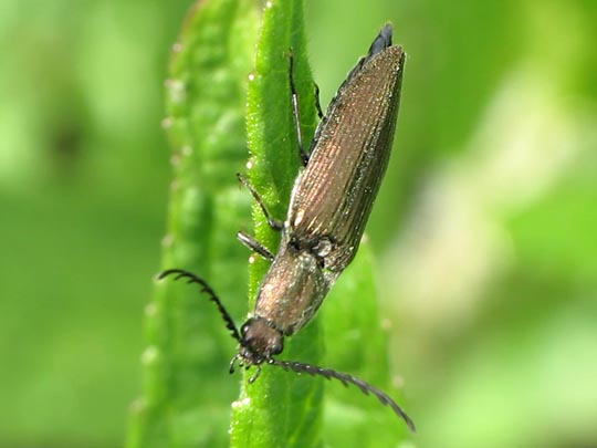Ctenicera pectinicornis