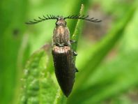 Ctenicera pectinicornis