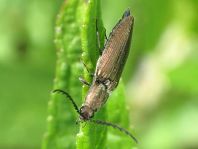 Ctenicera pectinicornis