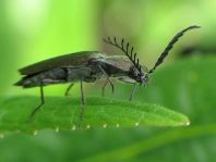Ctenicera pectinicornis