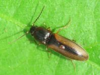 Gestreifter Forstschnellkäfer, Dalopius marginatus