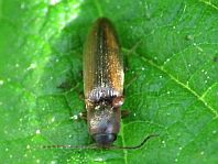 Gestreifter Forstschnellkäfer, Dalopius marginatus