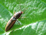 Gestreifter Forstschnellkäfer, Dalopius marginatus