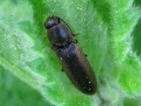 Gestreifter Forstschnellkäfer, Dalopius marginatus