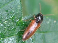 Gestreifter Forstschnellkäfer, Dalopius marginatus