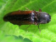 Gestreifter Forstschnellkäfer, Dalopius marginatus