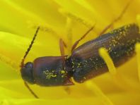 Gestreifter Forstschnellkäfer, Dalopius marginatus