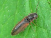 Gestreifter Forstschnellkäfer, Dalopius marginatus