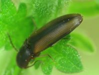 Gestreifter Forstschnellkäfer, Dalopius marginatus