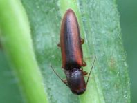 Gestreifter Forstschnellkäfer, Dalopius marginatus