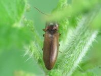 Gestreifter Forstschnellkäfer, Dalopius marginatus