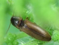 Gestreifter Forstschnellkäfer, Dalopius marginatus