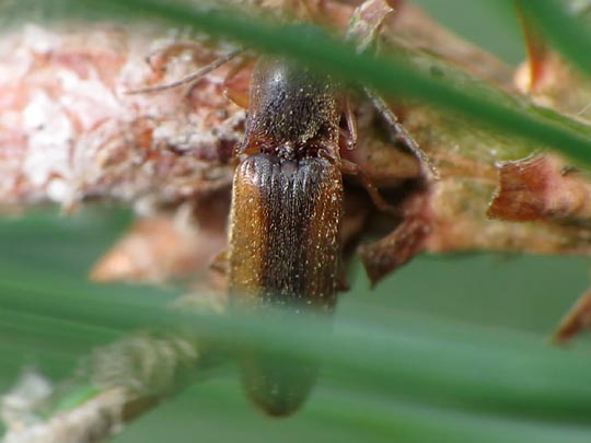 Gestreifter Forstschnellkäfer, Dalopius marginatus