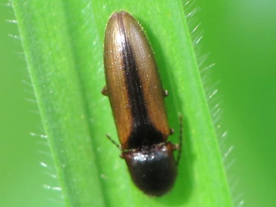 Gestreifter Forstschnellkäfer, Dalopius marginatus