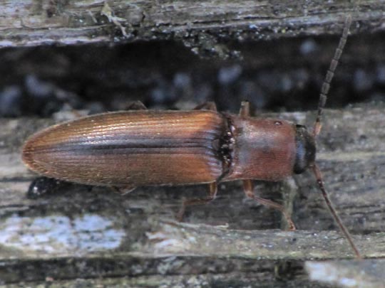 Gestreifter Forstschnellkäfer, Dalopius marginatus