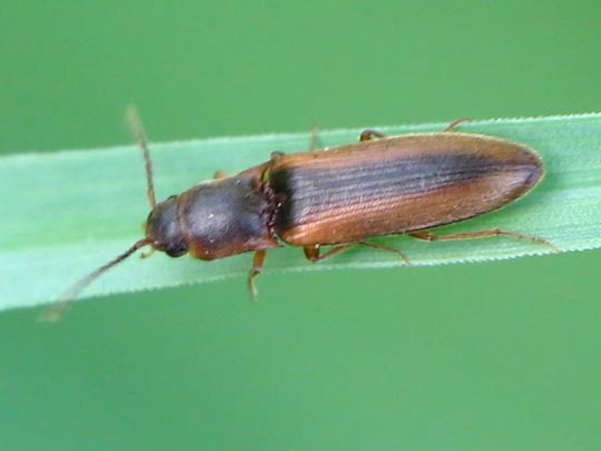 Gestreifter Forstschnellkäfer, Dalopius marginatus