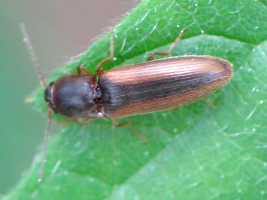 Gestreifter Forstschnellkäfer, Dalopius marginatus