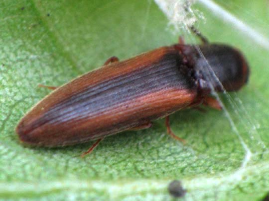 Gestreifter Forstschnellkäfer, Dalopius marginatus