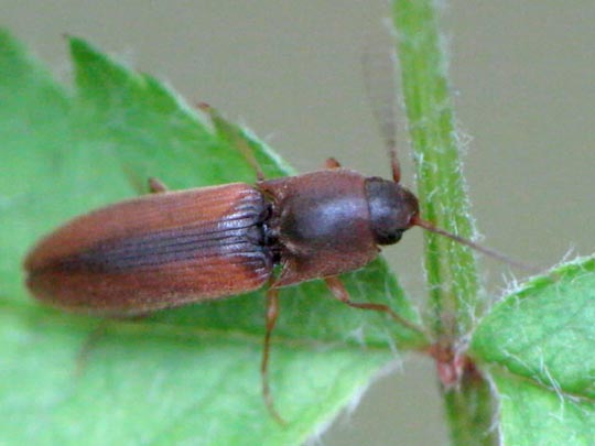 Gestreifter Forstschnellkäfer, Dalopius marginatus