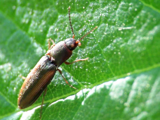 Gestreifter Forstschnellkäfer, Dalopius marginatus