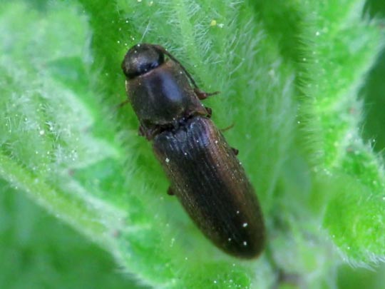 Gestreifter Forstschnellkäfer, Dalopius marginatus