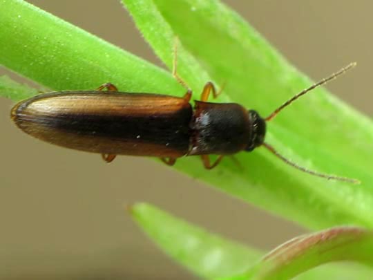 Gestreifter Forstschnellkäfer, Dalopius marginatus