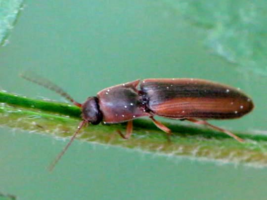 Gestreifter Forstschnellkäfer, Dalopius marginatus