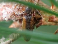 Gestreifter Forstschnellkäfer, Dalopius marginatus