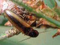 Gestreifter Forstschnellkäfer, Dalopius marginatus
