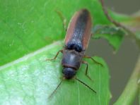 Gestreifter Forstschnellkäfer, Dalopius marginatus